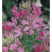 Cleome_hassleriana_Cherry_Queen_Kattensnor