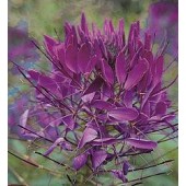 Cleome_hassleriana_Violet_Queen_Kattensnor