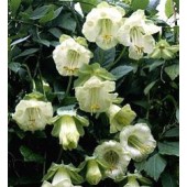 Cobaea_scandens_Alba_Klokwinde