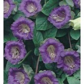 Cobaea_scandens_violette_Klokwinde