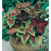 Coleus_Rainbow_mix