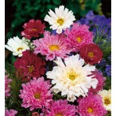 Cosmos_bipinnatus_Double_Click