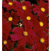 Cosmos_bipinnatus_Gazebo_Red