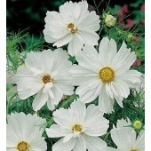 Cosmos_bipinnatus_Pshyche_White