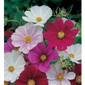 Cosmos_bipinnatus_Tetra_Versailles_mix