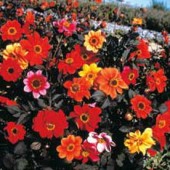 Dahlia_Bishop's_Childeren_mix