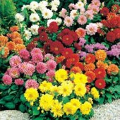 Dahlia_variabilis_Figaro_mix