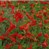 Delphinium_nudicaule_oranje-rood_Ridderspoor 