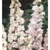 Ridderspoor_Delphinium_Galahad_wit