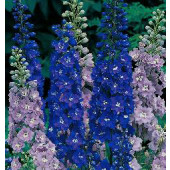 ridderspoor_Delphinium_cultorum_Avalon_mix 