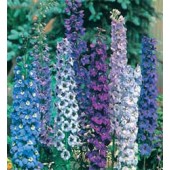 Delphinium_cultorum_Pacific_Giants_mix_Ridderspoor