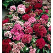 Dianthus_barbatus_Pinoccio_mix