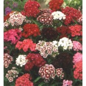 Dianthus_barbatus_Indian_Carpet_mix