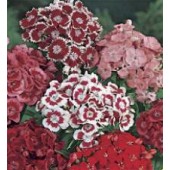 Duizendschoon_Dianthus_barbatus_mix