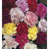 Dianthus_caryophyllus_mix_Tuinanjer