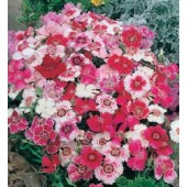 Dianthus_chinensis_Baby_Doll_mix