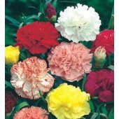 Tuinanjer_Dianthus_caryophyllus_Chabaud_Giant_mix