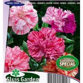 Dianthus_caryophyllus_Fantasy_Picote_Tuinanjer