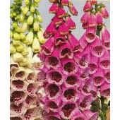 vingerhoedskruid_digitalis_regal_splendour