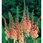 Vingerhoedkruid _Digitalis_purpurea_Apricot Delight