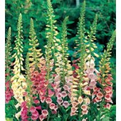  vingerhoedskruid _Digitalis_purpurea_Excelsior_mix