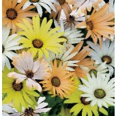 Dimorphotheca_sinuata_Limpopo_mix_Satijnbloem