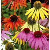 Echinacea purpurea Dreamcoat mix