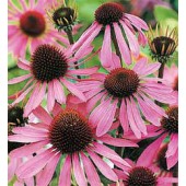 zonnehoed_Echinacea_purpurea_Bravado