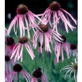 Echinacea pallida