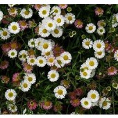 Fijnstraal _Erigeron_karvinskianus_mix 