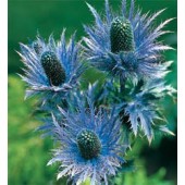 Eryngium_alpinum_Alpendistel 