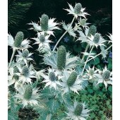 Eryngium_giganteum_Umbelliferae_ Ivoordistel