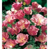 Eschscholzia_californica_Appleblossom