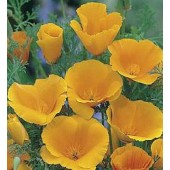 Slaapmutsje_Eschscholzia_californica_Orange_King