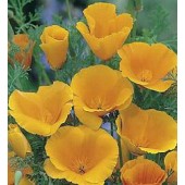 Slaapmutsje_Eschscholzia_californica_Orange_King