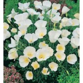 Eschscholzia californica Ivory Castle