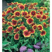 Kokardebloem_Gaillardia_aristata_Goblin