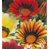 Middaggoud_Gazania_rigens_Sunshine_ mix