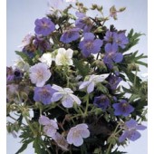 Geranium pratense Mix