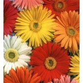 Gerbera jamesonii Californian Giants mix