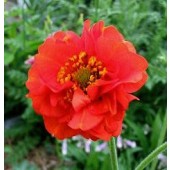 Nagelkruid _Geum_chiloense_Mrs.Bradshaw 