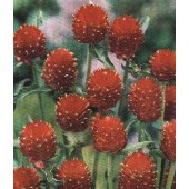 Gomphrena_haageana_Strawberry_Kogelamarant