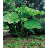 Gunnera manicata