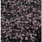 Gypsophila_repens_rose_gipskruid