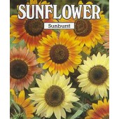 Zonnebloem_Helianthus_annuus_Sunburst_Mixed