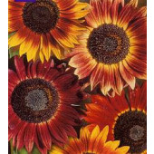 Zonnebloem_Helianthus_annuus_Evening_Sun