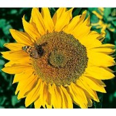 Helianthus annuus Titan