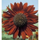 Zonnebloem_Helianthus_annuus_Velvet_Queen