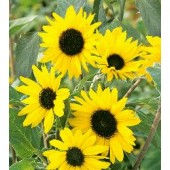 Zilverblad_Zonnebloem_Helianthus_argophyllus_Alchemy
