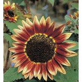 Zonnebloem_Helianthus_annuus_Florenza 